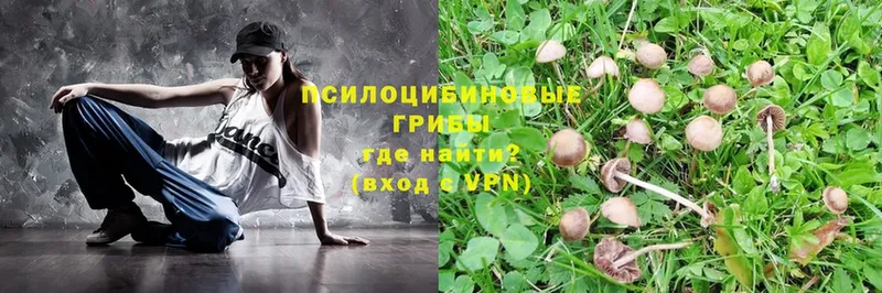 KRAKEN   купить наркотики сайты  Краснообск  Галлюциногенные грибы Psilocybe 